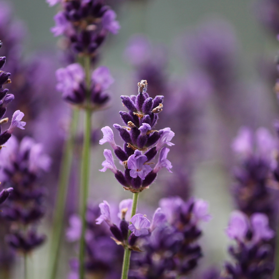 Lavanda & Manzanilla Body Oil
